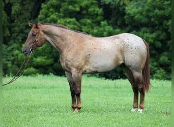 American Quarter Horse, Gelding, 12 years, 15,1 hh, Roan-Red