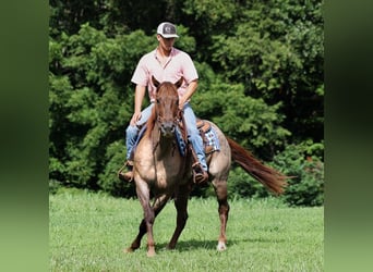 American Quarter Horse, Gelding, 12 years, 15,1 hh, Roan-Red