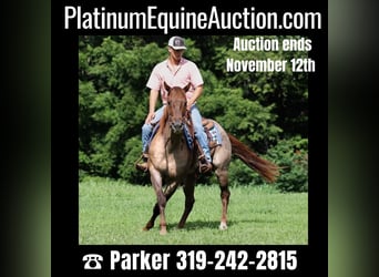 American Quarter Horse, Gelding, 12 years, 15,1 hh, Roan-Red
