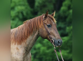 American Quarter Horse, Gelding, 12 years, 15,1 hh, Roan-Red