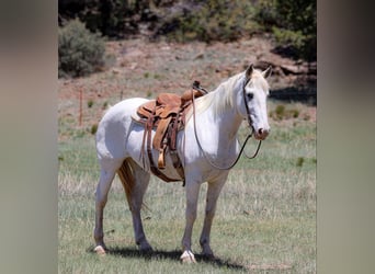 American Quarter Horse, Gelding, 12 years, 15,2 hh, Gray