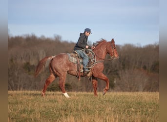 American Quarter Horse, Gelding, 12 years, 15,2 hh, Roan-Red