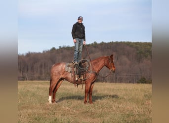 American Quarter Horse, Gelding, 12 years, 15,2 hh, Roan-Red