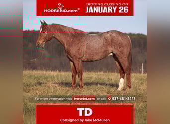 American Quarter Horse, Gelding, 12 years, 15,2 hh, Roan-Red