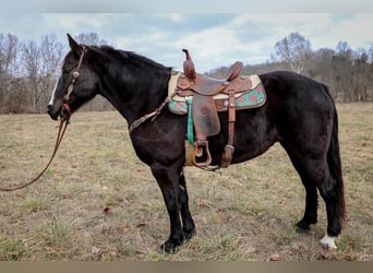 American Quarter Horse, Gelding, 12 years, 15,3 hh, Black