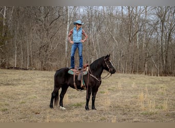 American Quarter Horse, Gelding, 12 years, 15,3 hh, Black