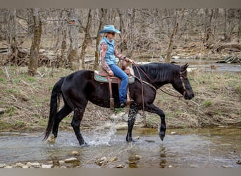 American Quarter Horse, Gelding, 12 years, 15,3 hh, Black