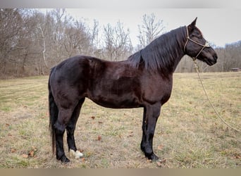 American Quarter Horse, Gelding, 12 years, 15,3 hh, Black