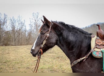 American Quarter Horse, Gelding, 12 years, 15,3 hh, Black