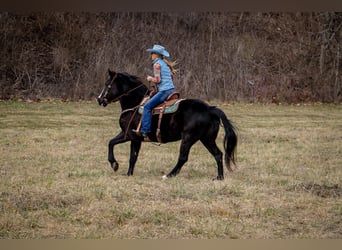 American Quarter Horse, Gelding, 12 years, 15,3 hh, Black