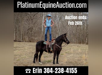 American Quarter Horse, Gelding, 12 years, 15,3 hh, Black