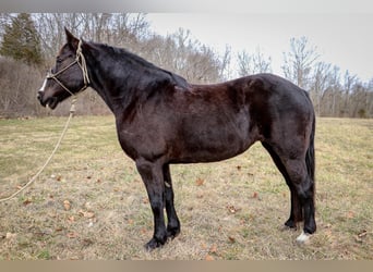 American Quarter Horse, Gelding, 12 years, 15,3 hh, Black