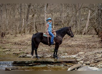 American Quarter Horse, Gelding, 12 years, 15,3 hh, Black