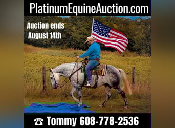 American Quarter Horse, Gelding, 12 years, 15,3 hh, Gray-Dapple