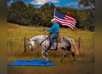 American Quarter Horse, Gelding, 12 years, 15,3 hh, Gray-Dapple