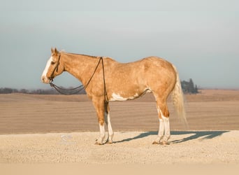 American Quarter Horse, Gelding, 12 years, 15,3 hh, Palomino
