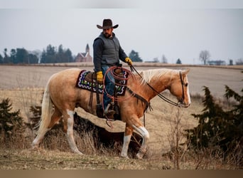 American Quarter Horse, Gelding, 12 years, 15,3 hh, Palomino
