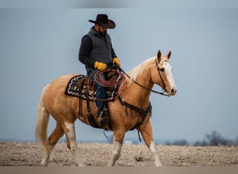 American Quarter Horse, Gelding, 12 years, 15,3 hh, Palomino