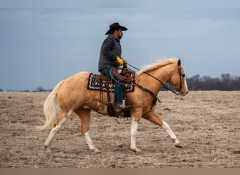 American Quarter Horse, Gelding, 12 years, 15,3 hh, Palomino