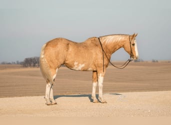 American Quarter Horse, Gelding, 12 years, 15,3 hh, Palomino