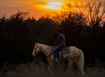American Quarter Horse, Gelding, 12 years, 15,3 hh, Palomino