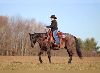 American Quarter Horse, Gelding, 12 years, 15,3 hh, Roan-Bay