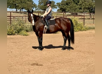 American Quarter Horse, Wallach, 12 Jahre, 16,1 hh, Rotbrauner