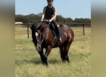 American Quarter Horse, Wallach, 12 Jahre, 16,1 hh, Rotbrauner