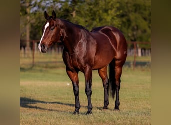 American Quarter Horse, Wallach, 12 Jahre, 16,1 hh, Rotbrauner