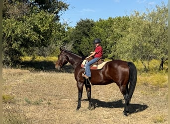 American Quarter Horse, Wallach, 12 Jahre, 16,1 hh, Rotbrauner