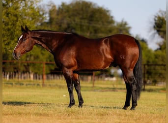 American Quarter Horse, Wallach, 12 Jahre, 16,1 hh, Rotbrauner