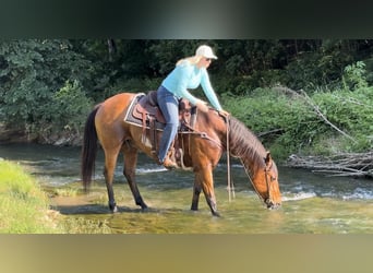 American Quarter Horse, Gelding, 12 years, 16 hh, Bay