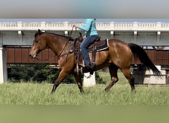 American Quarter Horse, Gelding, 12 years, 16 hh, Bay