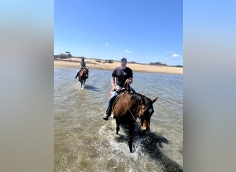 American Quarter Horse, Gelding, 12 years, 16 hh, Buckskin