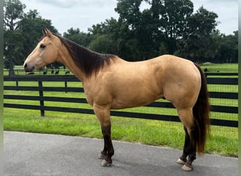 American Quarter Horse, Gelding, 12 years, 16 hh, Buckskin
