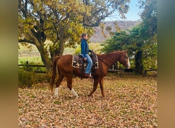 American Quarter Horse, Gelding, 12 years, 16 hh, Chestnut