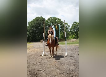 American Quarter Horse, Wallach, 12 Jahre, 16 hh, Dunkelfuchs