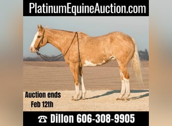 American Quarter Horse, Gelding, 12 years, 16 hh, Overo-all-colors
