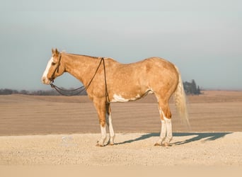 American Quarter Horse, Gelding, 12 years, 16 hh, Overo-all-colors