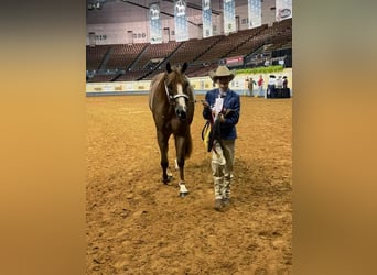 American Quarter Horse, Gelding, 12 years, 16 hh