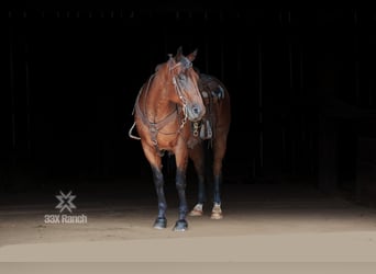 American Quarter Horse, Gelding, 12 years, 16 hh, Roan-Bay