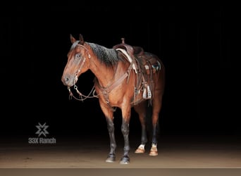 American Quarter Horse, Gelding, 12 years, 16 hh, Roan-Bay