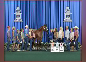 American Quarter Horse, Gelding, 12 years, 16 hh, Roan-Red