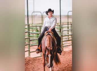 American Quarter Horse, Gelding, 12 years, 16 hh, Sorrel