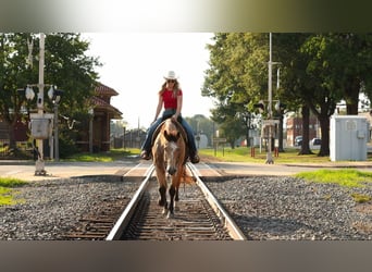 American Quarter Horse, Gelding, 12 years, 16,2 hh, Buckskin