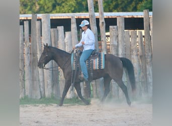 American Quarter Horse, Gelding, 12 years, Black