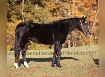 American Quarter Horse, Gelding, 12 years, Black