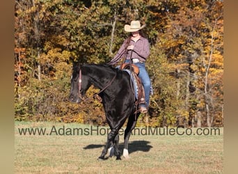 American Quarter Horse, Gelding, 12 years, Black