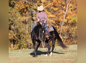 American Quarter Horse, Gelding, 12 years, Black