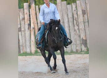 American Quarter Horse, Gelding, 12 years, Black